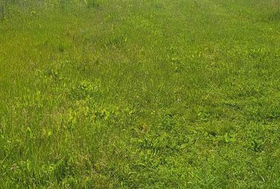 Teren de 2900 mp, în Uriu - 5