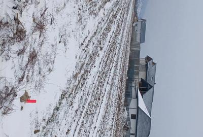 Teren de 5000 mp, în Cărpiniș - 7