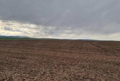 Teren de 10000 mp, în Vest - 11