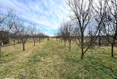 Casă cu 3 camere cu Teren 1850 Mp în Odoreu - 1