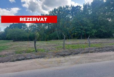 Teren intravilan 1843 mp - Cerbu/Albota/Arges - cu proiect d - 8