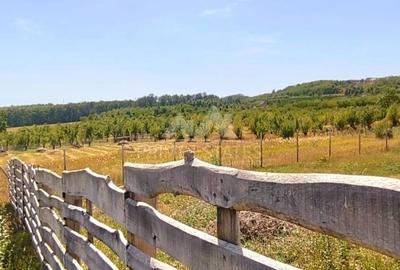 Teren intravilan de vanzare - Paleu, judetul Bihor - 2