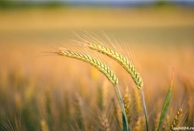 Teren de 260000 mp, în Șagu