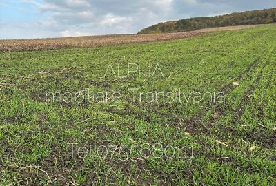 Teren intravilan 1.2 Ha pentru activitati industriale - 1