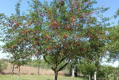 Casă cu Teren 4000 Mp în Radomirești - 5