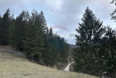 Teren 2,000mp Stejaru (Pangarati) / None - 5