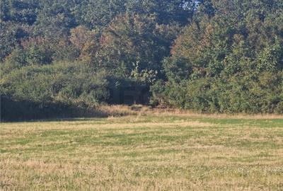 RECO teren extravilan Betfia - 6