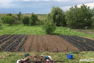 Casă cu 5 camere cu Teren 2000 Mp în Petrăchioaia - 4