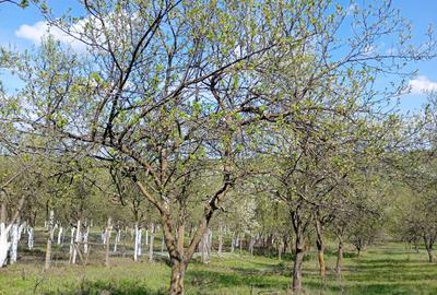 Casă cu 4 camere în Herneacova - 6