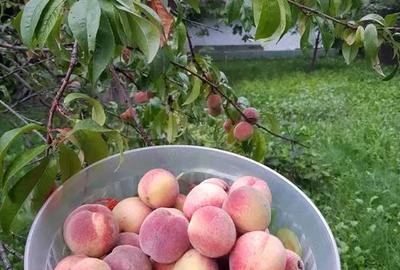 Casa la 21km de Piatra Neamt Gospodarie tradi?ionala livada si teren - 5
