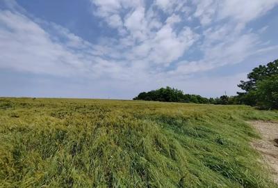 Teren Intravilan Tancabesti 3139mp I Utilitati I Snagov - 4