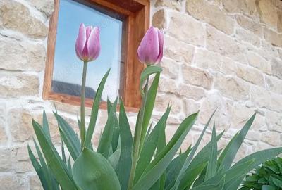 Casă cu Teren 1900 Mp în Nadășu - 3