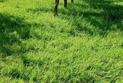 Teren de 400 mp, în Central