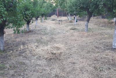 Teren de vânzare în zona Merei/Buzau - 2