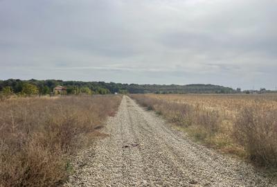 Domne?ti, Teghes, teren de 1000mp langa padure, utilitati. - 8