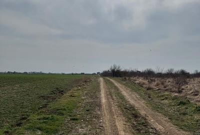 Vanzare Teren 5000mp intravilan Magurele - 10