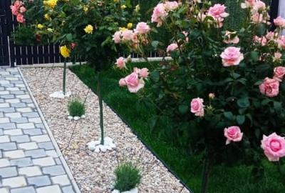 Casa pe parter, curte matura, complex linistit – Clinceni ! - 30