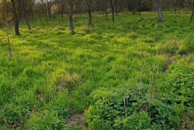 Spațiu comercial, în Burjuc - 6