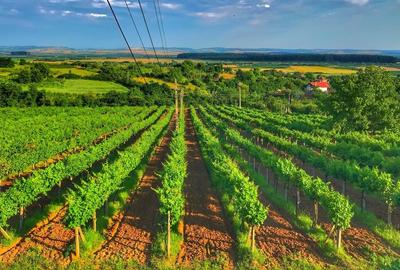 Teren extravilan de 71158 mp, în Sălard - 3