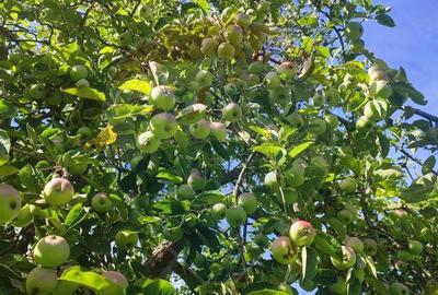 Teren de vanzare extravilan Ocolis - 7