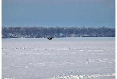Spațiu comercial, în Frumușani - 4