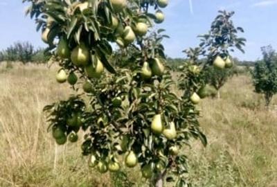 Teren extravilan 80.000 mp, Santimbru, Jud. Alba - 3