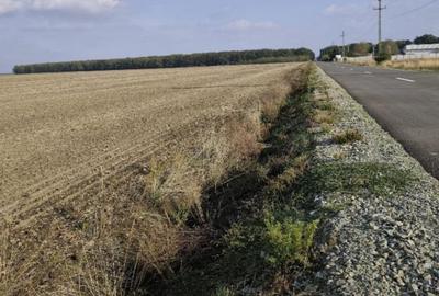 Teren extravilan Varvoru de Jos, jud Dolj - 6