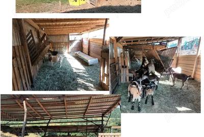 Casa cu pamanturi si oportunita?i pentru cre?terea animalelor - 2