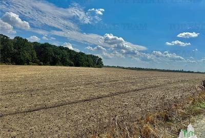 Teren de vanzare lotizat la padure cu utilitati in Frumusani / Calarasi - 5