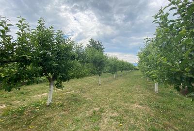 Casă individuală cu 5 camere cu Canalizare în Crucea de Jos - 11