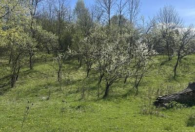 Spațiu comercial, de 2,035 mp, în Provița de Jos - 6