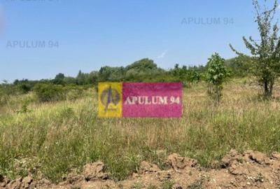 Teren Domnesti- Ciutaci. - 1