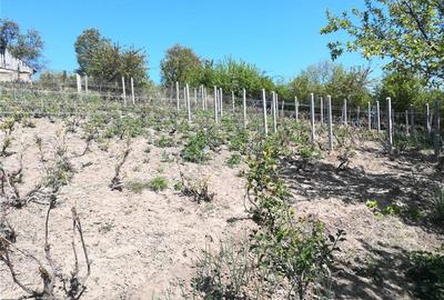 Casă în Rafaila - 3