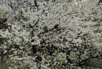 Garsonieră semidecomandată în Hipodrom - 9