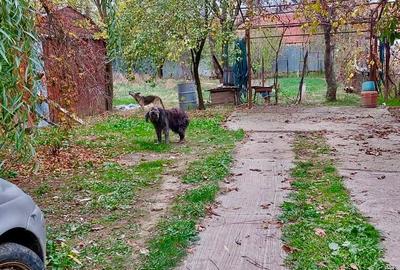 Casă cu 6 camere în Iezureni - 4