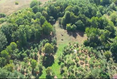 Teren Construcții intravilan de 10537 mp, în Filipești (Bogdănești) - 1