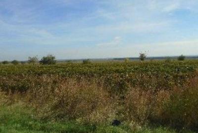 Teren extravilan Obrejita, ID: R2832813 - 9