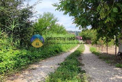Teren intravilan com. Alexandru cel Bun- Viisoara - 11