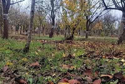 Casă cu 6 camere cu Teren 1307 Mp în Ghiroda - 3