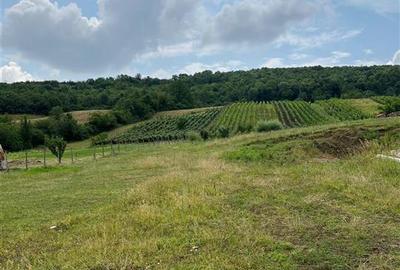 Teren Construcții intravilan de 3750 mp, în Tomești - 5