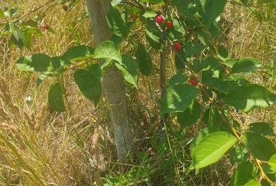 Casă cu Teren 1411 Mp în Sânpetru - 2