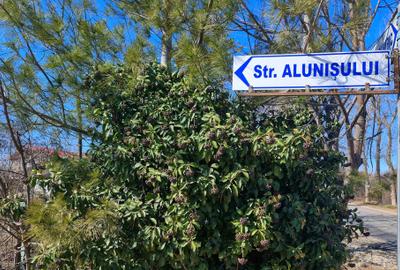 Teren intravilan 13175mp utilitati Ciolpani Strada Alunisului - Padurea Snagov - 5