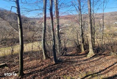 Teren de 4985 mp, în Sascut - 10
