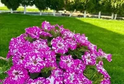 CARTIER LUX FINALIZAT-CASA NOUA INDIVIDUALA-PIPERA TUNARI CARTIER LUX FINALIZAT-CASA NOUA INDIVIDUALA-PIPERA TUNARI - 5