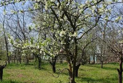Teren de 6022 mp, în Ogrezeni - 7