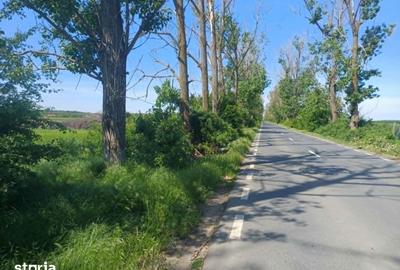 Teren de 5000 mp, în Gruiu - 2