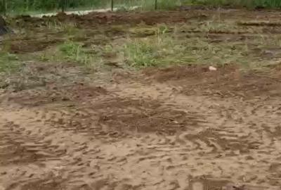 Teren Intravilan 550 mp Bod/Sanpetru - 2