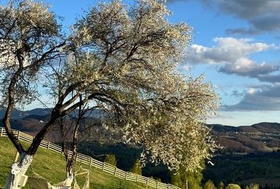 Teren intravilan de 22632 mp, în Moieciu - 2