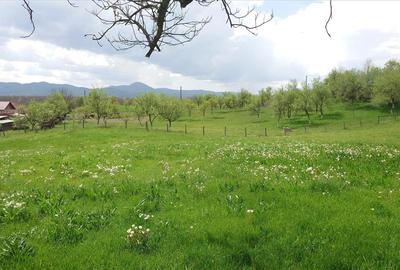 Casă cu 4 camere cu Teren 4977 Mp în Nord-Vest - 2