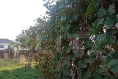 Casă cu 5 camere cu Teren 600 Mp în Central - 7